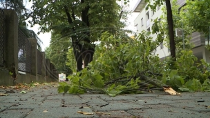 Vetar čupao drveće